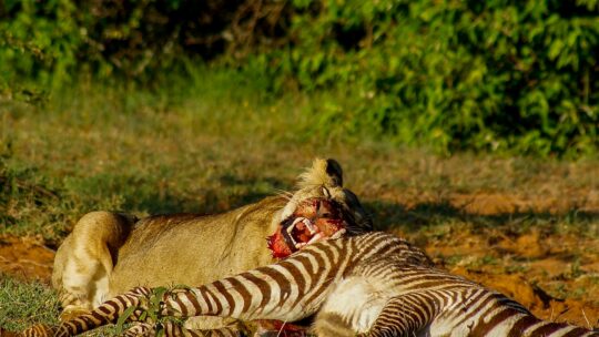 Les meilleures visites de safari au Kenya