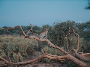 Leopard sur un arbre