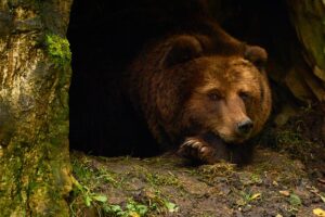 hibernation chez les ours