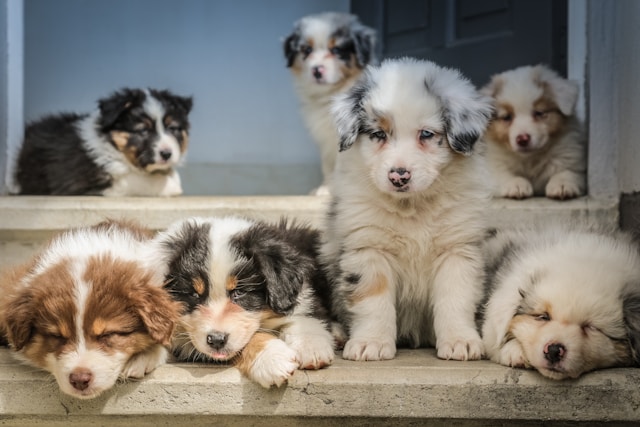 assurance santé animale