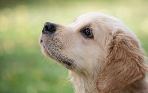 animal stressé