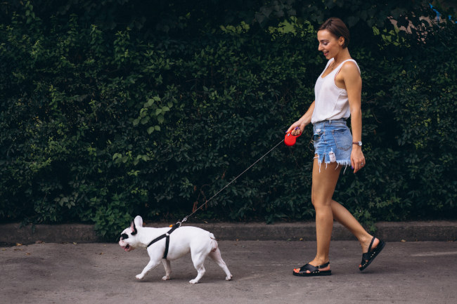 les promenades quotidiennes pour le bien-être de votre chien